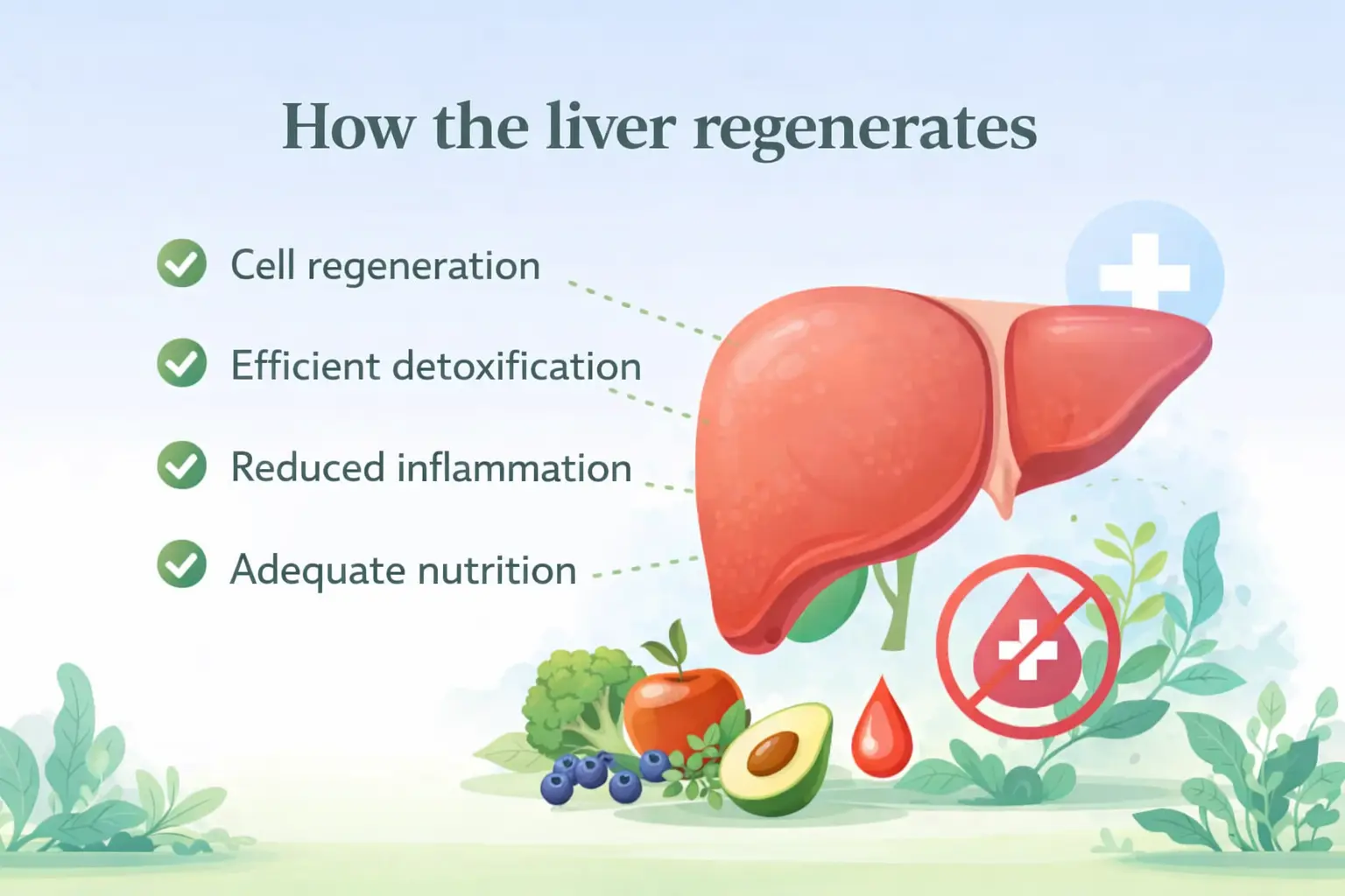 how the liver regenerates